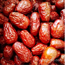 Fruits de jujube chinois avec de nouvelles dates de culture